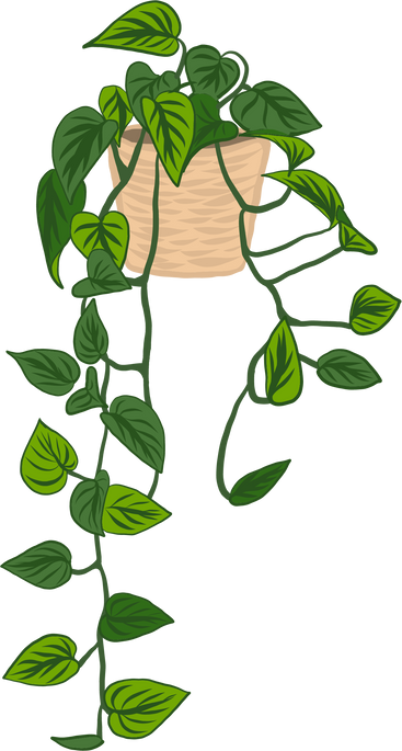 Golden Pothos Plant 